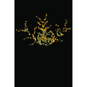 Световая фигура Neon-Night 531-321 Дерево желтые светодиоды